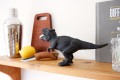 dino-on-shelf-back-view208_69002.jpg