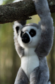 Screenshot 2022-12-03 at 22-19-55 Animigos World Of Nature Hanging Ring Tailed Lemur One For Fun.png